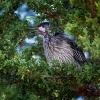 Lalocnatka jihoaustralska - Anthochaera carunculata - Red Wattlebird o5920